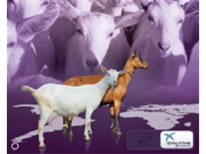 Catálogo Alpine e Saanen 2015